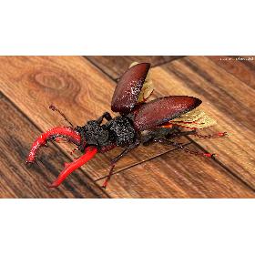 Lucanus Cervus Stag Beetle 3D model